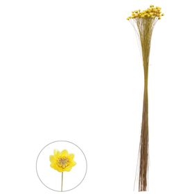 SEMPRE-VIVA-DESIDRATADO-AMARELO-30CM-VOL.12-FLORARTE-853974