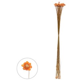 SEMPRE-VIVA-DESIDRATADO-LARANJA-30CM-VOL.12-FLORARTE-853976