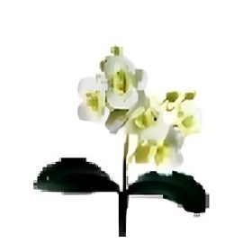 FOLHA-ORQUIDEA-CRAIZ-BRANCO-20CM-C6-BELA-FLOR-859456