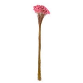 SEMPRE-VIVA-DESIDRATADO-ROSA-CLARO-29CM-VOL.12-FLORARTE-865338