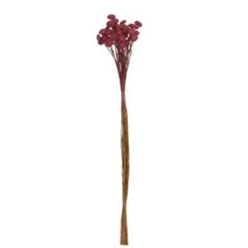 -SEMPRE-VIVA-DESIDRATADO-VINHO-ESCURO-40CM-VOL.12-FLORARTE-865339