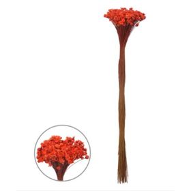 SEMPRE-VIVA-DESIDRATADO-LARANJA-ESCURO-40CM-VOL.12-FLORARTE-865340