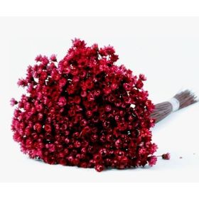 SEMPRE-VIVA-DESIDRATADO-VERMELHO-40CM-VOL.8-FLORARTE-898919