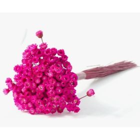 SEMPRE-VIVA-DESIDRATADO-ROSA-30CM-VOL.8-FLORARTE-898954