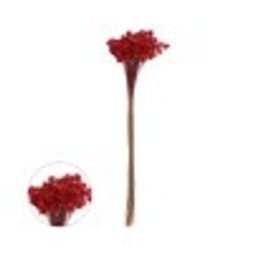 SEMPRE-VIVA-DESIDRATADO-LARANJA-OUTONO-25CM-VOL.12-FLORARTE-921623