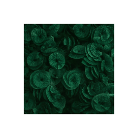 PAPEL-ROCOCO-REAL-SEDA-VERDE-ESCURO-C40-REAL-SEDA-764528